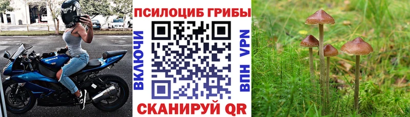 Галлюциногенные грибы Cubensis Луга